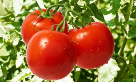 i migliori semi di pomodoro