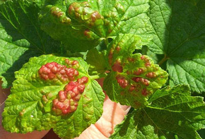 Wie man Blattläuse an Johannisbeeren loswird