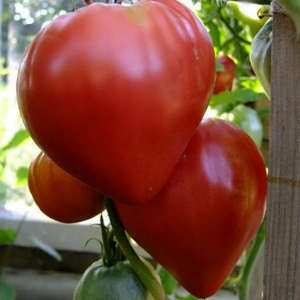 Tomate « Mazarini » : avis, photos, rendement