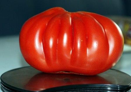 hundert Pfund Tomaten