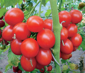Verlioka domates incelemeleri