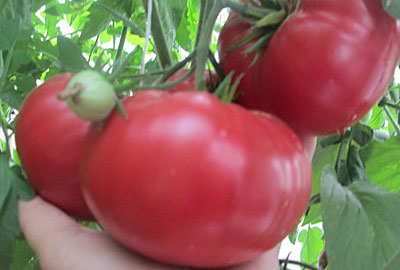 Tomate "Miel Rosa"
