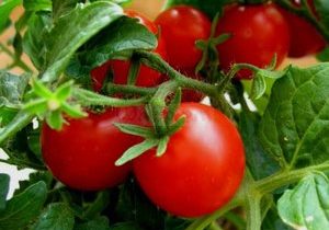 pomodori per terreno aperto