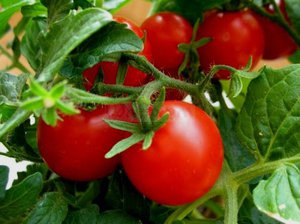 pomodori per terreno aperto
