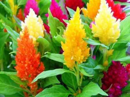Celosia: piantare dai semi