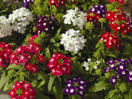 Verveine : culture à partir de graines et période de semis