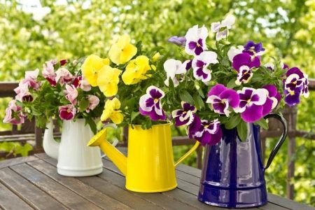 Viola: coltivazione dai semi, quando piantare