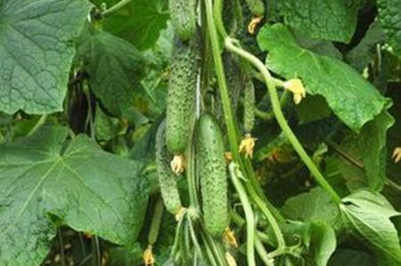 Quelles variétés de concombres sont les plus adaptées à la plantation en pleine terre dans la région de Moscou ?