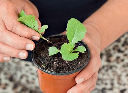 Quando trapiantare il cavolo dopo la germinazione