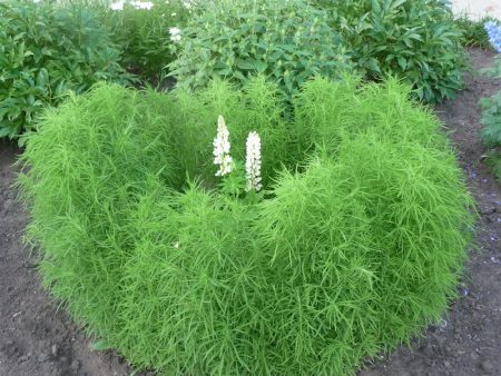 Kochia: Wachsend