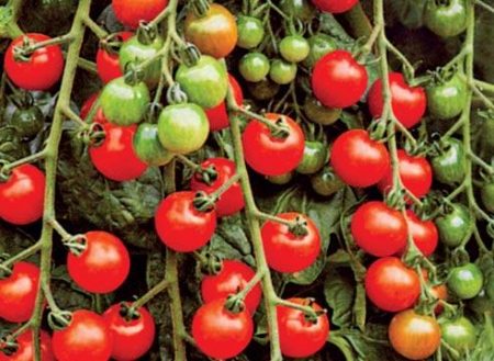 Variétés de tomates avec photos et descriptions pour la zone centrale