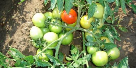 Tomates de sélection sibérienne