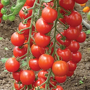 Tomates de Sibérie pour pleine terre