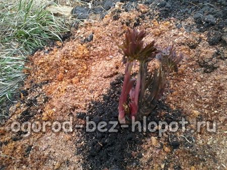 Instructions étape par étape pour planter une pivoine
