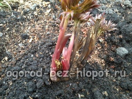 Tassez fermement la terre autour du buisson avec vos mains.