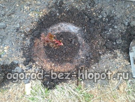 Creusez une rainure autour de la plante pour l'arrosage et remplissez-la d'eau.