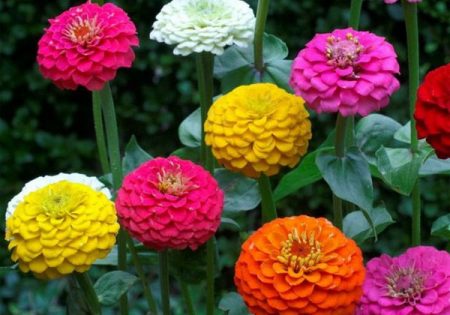 Zinnia: coltivazione dai semi e quando piantarla