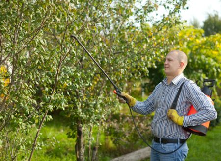 Wie man Bäume und Sträucher im Garten im Frühling pflegt