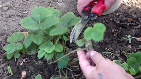 Come nutrire le fragole