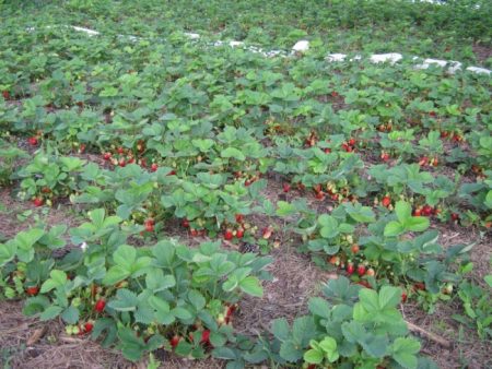 Come nutrire le fragole all'inizio della primavera e come trattarle