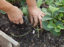 Come concimare le fragole all'inizio della primavera