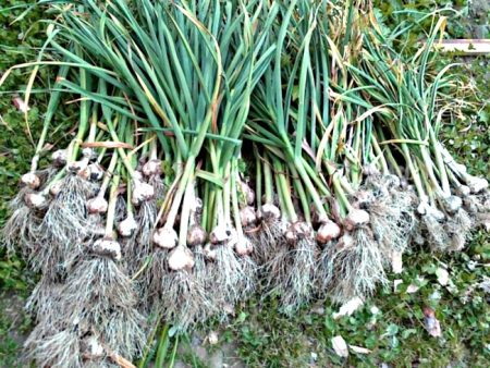 Comment fertiliser l'ail planté en hiver au printemps