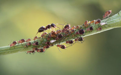 Comment se débarrasser des pucerons sur les arbres