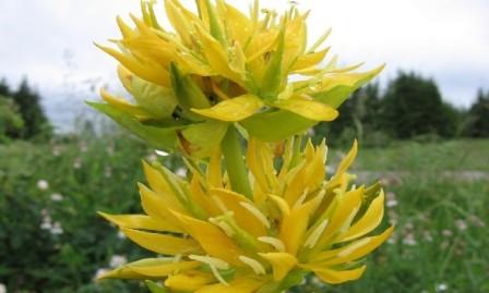 arándano amarillo