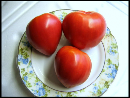 Tomate « Mazarin » : critiques