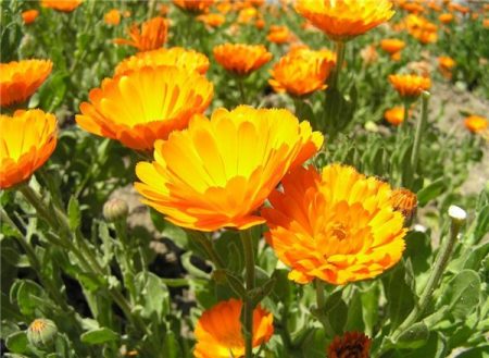 Calendula : Croissance