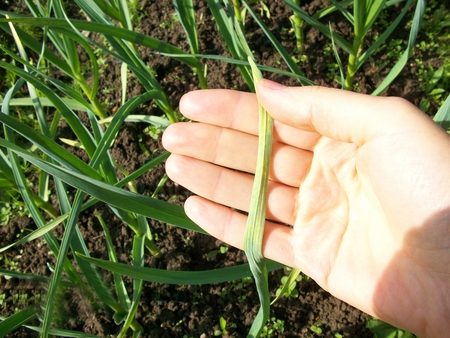 Méthodes de fertilisation de l'ail au printemps