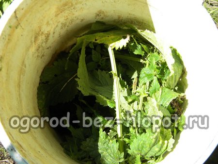 Mettere 1 kg di ortiche in un contenitore