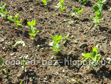 Pousses de pois verts à la datcha