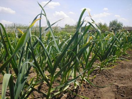 Knoblauch: Wie man ihn gießt und düngt