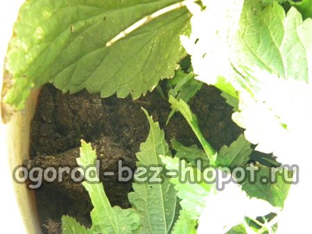 Aggiungere 2,5 kg di verbasco alle ortiche