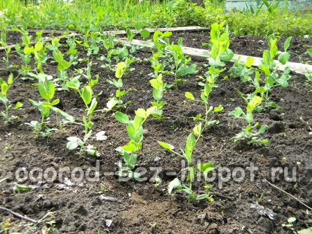 Pendant la période de germination, il faut arroser les pois tous les deux ou trois jours.