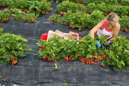 Fertilización de las fresas