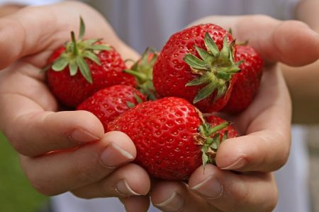 Fertilización de fresas durante la floración y la fructificación