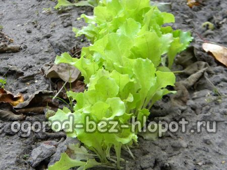 Comment cultiver de la laitue dans un potager