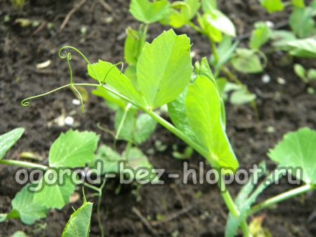 Petits pois au jardin : conseils de culture
