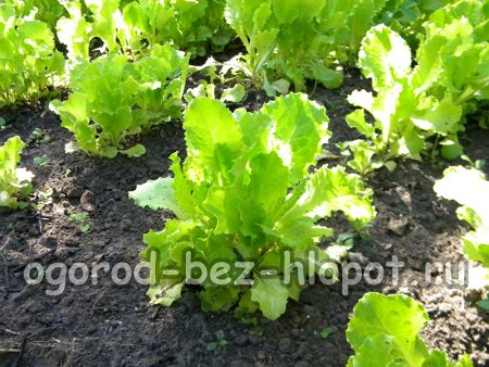 Cultiver de la laitue dans un parterre de jardin