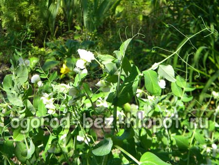 pois verts en fleurs