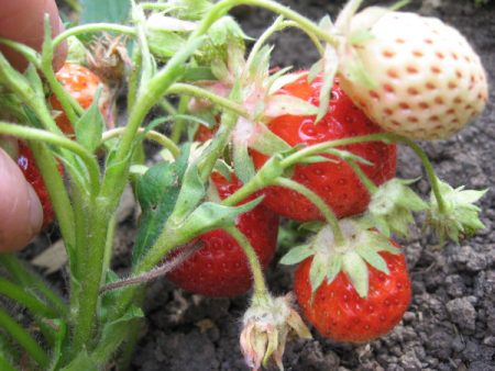 Fertilización de fresas durante la floración