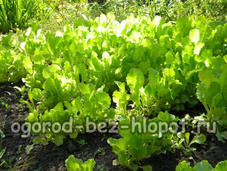 Comment cultiver de la laitue dans son jardin