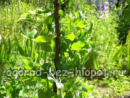 Supports pour pois verts