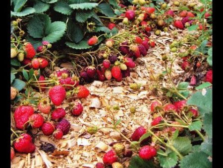 Fertilización de fresas durante la floración