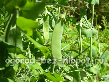 Comment cultiver des pois verts dans son jardin