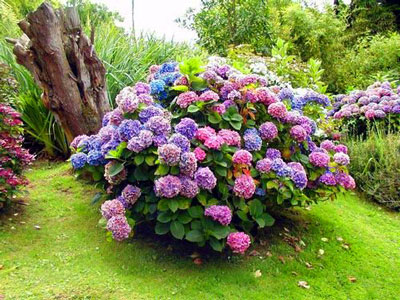 Warum blüht die Hortensie nicht, sondern bildet nur Laub aus?