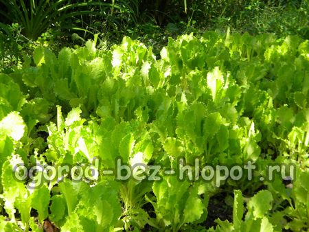 Culture de la laitue en extérieur : plantation et entretien