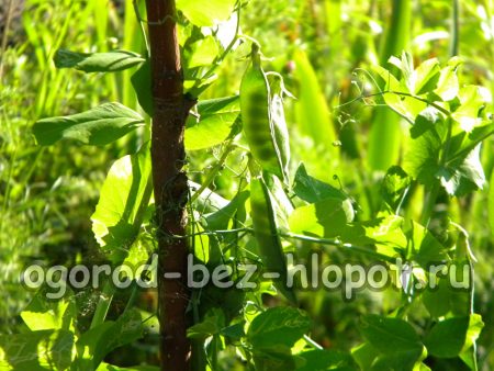 la culture des pois dans le pays